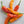 Aji Pepper Seeds for Planting – Heirloom Non-GMO Tangy Spice Variety – Organic Garden Seeds for Bold Flavor