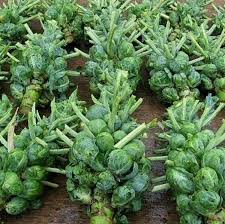 Catskill Cabbage Seeds for Planting – Heirloom Non-GMO Productive Variety – Organic Garden Seeds for Home Growing