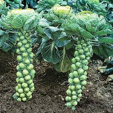 Catskill Cabbage Seeds for Planting – Heirloom Non-GMO Productive Variety – Organic Garden Seeds for Home Growing