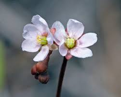 Pink Sundew Flower Seeds for Planting 100 pcs - Heirloom, Non-GMO, High Germination Organic Garden Seeds