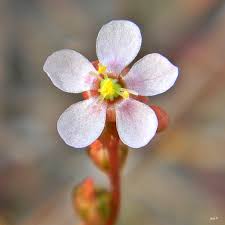 Pink Sundew Flower Seeds for Planting 100 pcs - Heirloom, Non-GMO, High Germination Organic Garden Seeds