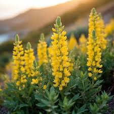Light Yellow Lupine Flower Seeds for Planting 100 pcs - Heirloom, Non-GMO, Hardy High Germination Organic Garden Seeds