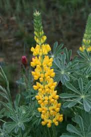 Light Yellow Lupine Flower Seeds for Planting 100 pcs - Heirloom, Non-GMO, Hardy High Germination Organic Garden Seeds