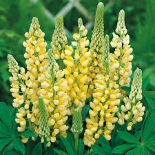 Light Yellow Lupine Flower Seeds for Planting 100 pcs - Heirloom, Non-GMO, Hardy High Germination Organic Garden Seeds