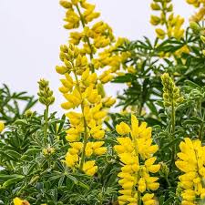 Light Yellow Lupine Flower Seeds for Planting 100 pcs - Heirloom, Non-GMO, Hardy High Germination Organic Garden Seeds