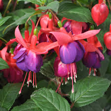 Purple Red Fuchsia Hybrida Flower Seeds for Planting 100 pcs - Heirloom, Non-GMO, Easy to Grow Organic Garden Seeds