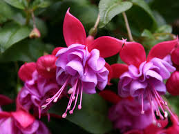 Purple Red Fuchsia Hybrida Flower Seeds for Planting 100 pcs - Heirloom, Non-GMO, Easy to Grow Organic Garden Seeds