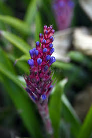 Violet Puya Santosii Seeds for Planting 100 pcs - Heirloom, Non-GMO, High Germination Organic Garden Seeds