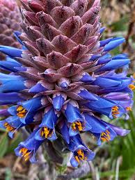 Violet Puya Santosii Seeds for Planting 100 pcs - Heirloom, Non-GMO, High Germination Organic Garden Seeds