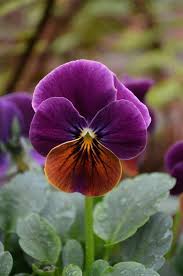 Brown Violet Pansy Flower Seeds for Planting 100 pcs – Heirloom, Non-GMO, High Germination Organic Garden Seeds
