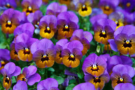Brown Violet Pansy Flower Seeds for Planting 100 pcs – Heirloom, Non-GMO, High Germination Organic Garden Seeds
