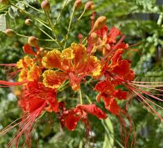 Orange Jacaranda Flower Seeds for Planting 100 pcs – Heirloom, Non-GMO, Bright Bloom Organic Garden Seeds with High Germination