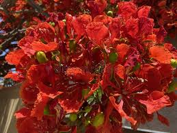 Orange Jacaranda Flower Seeds for Planting 100 pcs – Heirloom, Non-GMO, Bright Bloom Organic Garden Seeds with High Germination