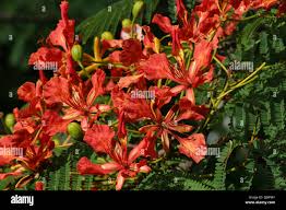 Orange Jacaranda Flower Seeds for Planting 100 pcs – Heirloom, Non-GMO, Bright Bloom Organic Garden Seeds with High Germination