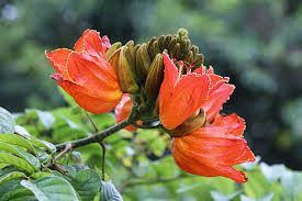 Orange Jacaranda Flower Seeds for Planting 100 pcs – Heirloom, Non-GMO, Bright Bloom Organic Garden Seeds with High Germination