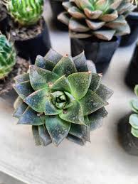 Dark Green Succulent Flower Seeds for Planting – Heirloom, Non-GMO, Shade Tolerant Organic Garden Seeds with High Germination