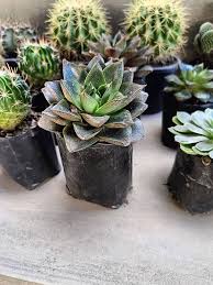 Dark Green Succulent Flower Seeds for Planting – Heirloom, Non-GMO, Shade Tolerant Organic Garden Seeds with High Germination