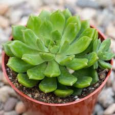 Dark Green Succulent Flower Seeds for Planting – Heirloom, Non-GMO, Shade Tolerant Organic Garden Seeds with High Germination