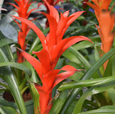 Mixed Bromeliad Seeds for Planting – Heirloom, Non-GMO, Sun-Loving Organic Garden Seeds with High Germination