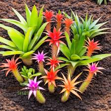Mixed Bromeliad Seeds for Planting – Heirloom, Non-GMO, Sun-Loving Organic Garden Seeds with High Germination