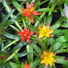 Mixed Bromeliad Seeds for Planting – Heirloom, Non-GMO, Sun-Loving Organic Garden Seeds with High Germination