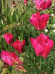 Pink Eschscholtzia Flower Seeds for Planting – Heirloom, Non-GMO, Seasonal Bloomer Organic Garden Seeds with High Germination