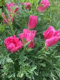 Pink Eschscholtzia Flower Seeds for Planting – Heirloom, Non-GMO, Seasonal Bloomer Organic Garden Seeds with High Germination