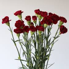 Burgundy Carnations Flower Seeds for Planting – Heirloom, Non-GMO, Wildflower Mix Organic Garden Seeds with High Germination