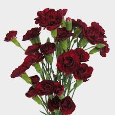 Burgundy Carnations Flower Seeds for Planting – Heirloom, Non-GMO, Wildflower Mix Organic Garden Seeds with High Germination