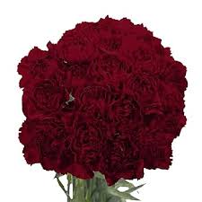 Burgundy Carnations Flower Seeds for Planting – Heirloom, Non-GMO, Wildflower Mix Organic Garden Seeds with High Germination