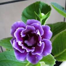 Blue Cream Gloxinia Flower Seeds for Planting – Heirloom, Non-GMO, Cut Flower Favorite Organic Garden Seeds with High Germination