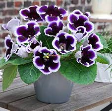 Blue Cream Gloxinia Flower Seeds for Planting – Heirloom, Non-GMO, Cut Flower Favorite Organic Garden Seeds with High Germination