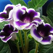 Blue Cream Gloxinia Flower Seeds for Planting – Heirloom, Non-GMO, Cut Flower Favorite Organic Garden Seeds with High Germination