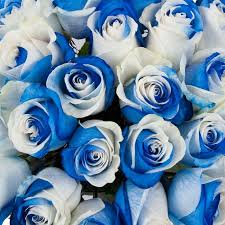 Blue and White Rose Flower Seeds for Planting – Heirloom, Non-GMO, Premium Organic Garden Seeds with High Germination