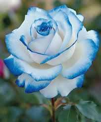 Blue and White Rose Flower Seeds for Planting – Heirloom, Non-GMO, Premium Organic Garden Seeds with High Germination