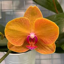 Dark Orange Phalaenopsis Orchid Seeds for Planting – Heirloom, Non-GMO, Drought Tolerant Organic Garden Seeds with High Germination