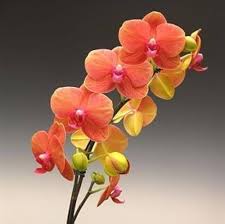 Orange Yellow Phalaenopsis Orchid Seeds for Planting - Heirloom, Non-GMO, Seasonal Bloomer, High Germination