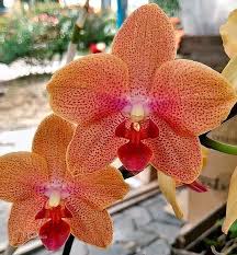 Orange Yellow Phalaenopsis Orchid Seeds for Planting - Heirloom, Non-GMO, Seasonal Bloomer, High Germination