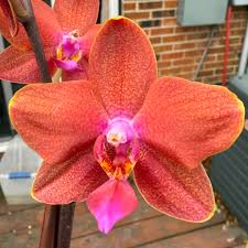 Orange Yellow Phalaenopsis Orchid Seeds for Planting - Heirloom, Non-GMO, Seasonal Bloomer, High Germination