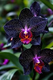 Black Phalaenopsis Orchid Flower Seeds for Planting – Heirloom, Non-GMO, Pollinator Friendly Organic Garden Seeds with High Germination