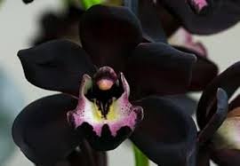 Black Phalaenopsis Orchid Flower Seeds for Planting – Heirloom, Non-GMO, Pollinator Friendly Organic Garden Seeds with High Germination
