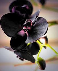 Black Phalaenopsis Orchid Flower Seeds for Planting – Heirloom, Non-GMO, Pollinator Friendly Organic Garden Seeds with High Germination