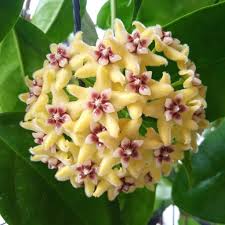 Pale Yellow Hoya Flower Seeds for Planting – Heirloom, Non-GMO, Compact Organic Garden Seeds with High Germination