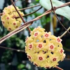 Pale Yellow Hoya Flower Seeds for Planting – Heirloom, Non-GMO, Compact Organic Garden Seeds with High Germination