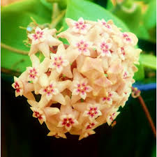 Pale Yellow Hoya Flower Seeds for Planting – Heirloom, Non-GMO, Compact Organic Garden Seeds with High Germination