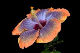 Blue Orange Hibiscus Flower Seeds for Planting – Heirloom, Non-GMO, Long Bloom Organic Garden Seeds with High Germination