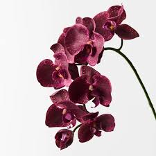 Burgundy Phalaenopsis Orchid Flower Seeds for Planting – Heirloom, Non-GMO, Low Maintenance Organic Garden Seeds with High Germination