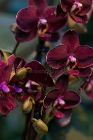 Burgundy Phalaenopsis Orchid Flower Seeds for Planting – Heirloom, Non-GMO, Low Maintenance Organic Garden Seeds with High Germination
