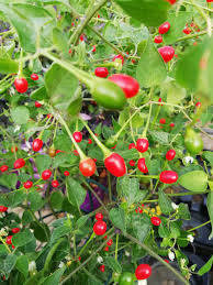 Peperoncino Chiltepin Pepper Seeds for Planting – Heirloom, Non-GMO, Compact Chili Organic Garden Seeds with High Germination