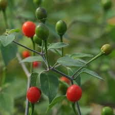Peperoncino Chiltepin Pepper Seeds for Planting – Heirloom, Non-GMO, Compact Chili Organic Garden Seeds with High Germination